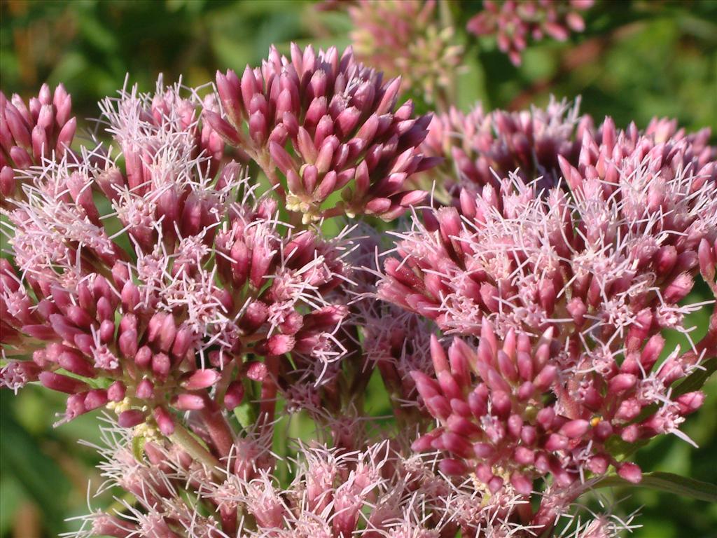 Eupatorium cannabinum (door Adrie van Heerden)