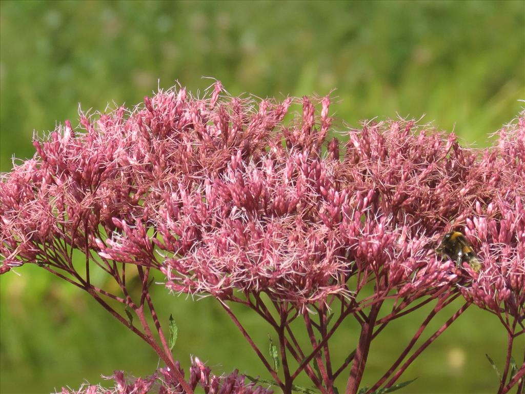 Eupatorium purpureum (door Pieter Stolwijk)