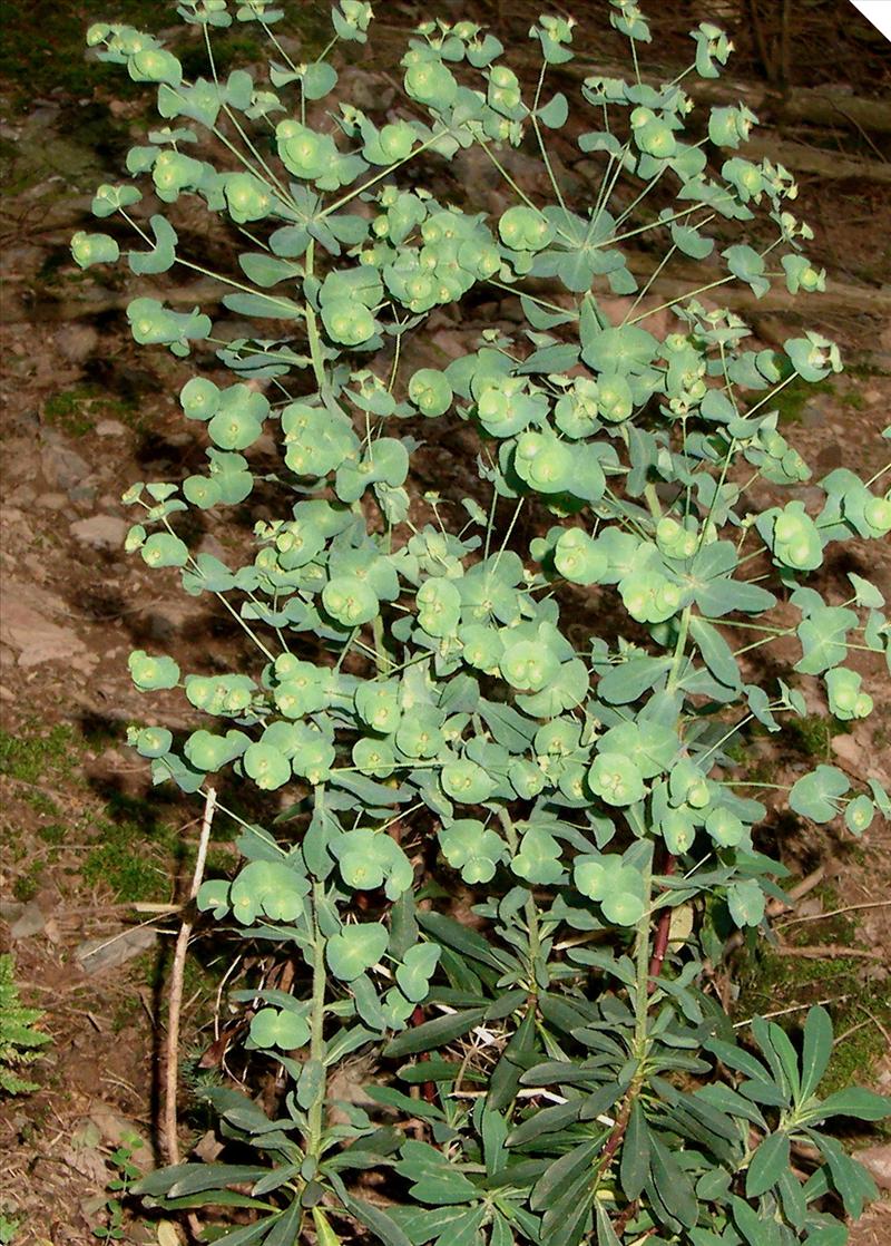 Euphorbia amygdaloides (door Adrie van Heerden)