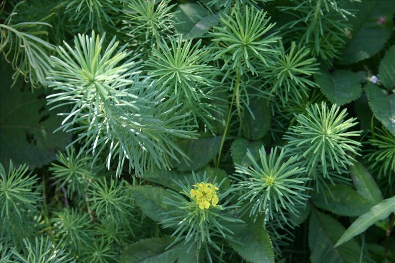 Euphorbia cyparissias (door Niels Jeurink)