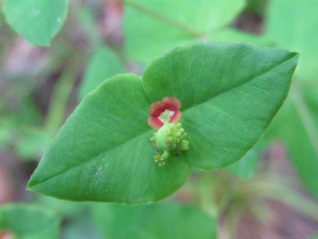 Euphorbia dulcis (door Kim Lotterman)