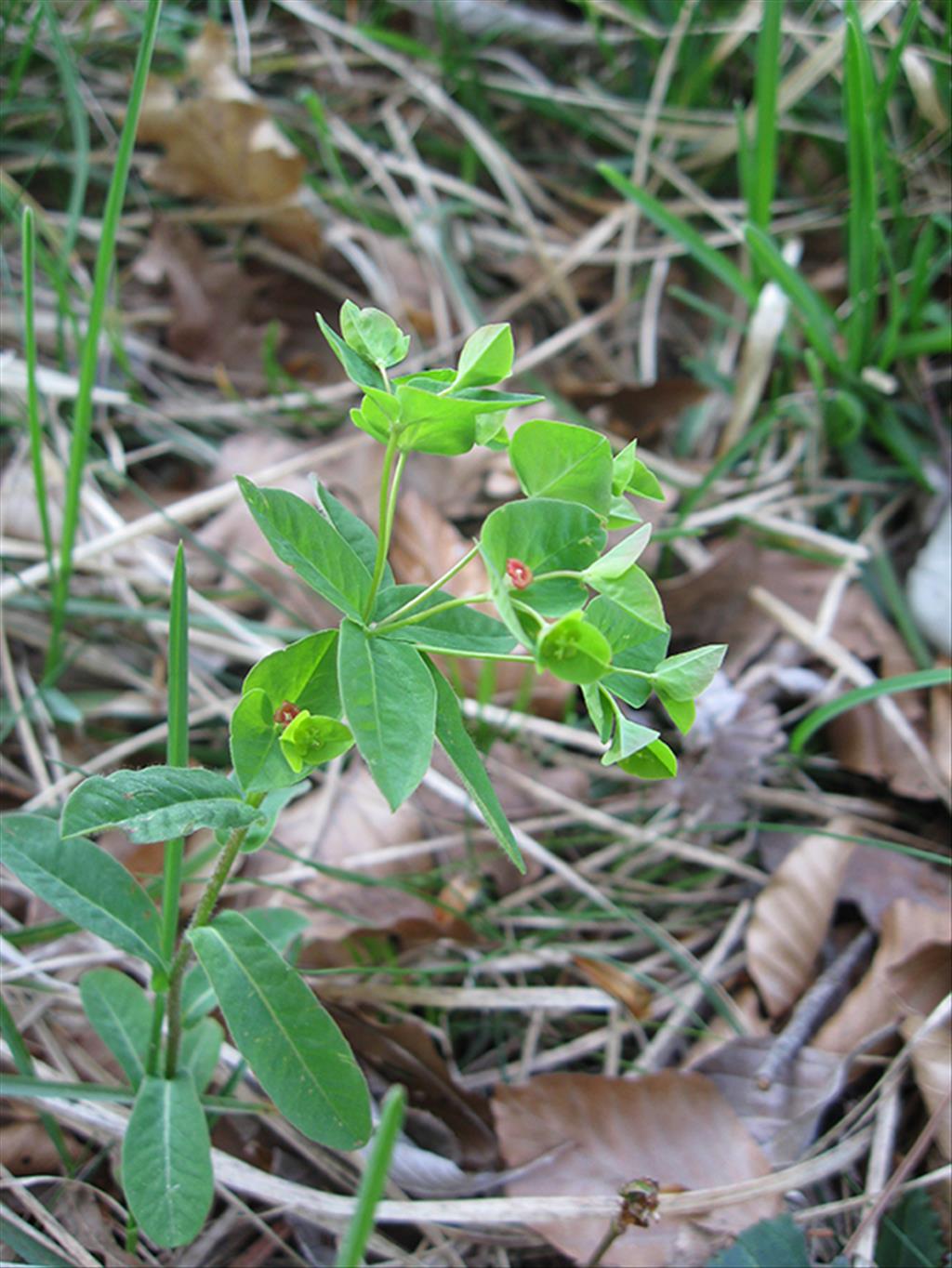 Euphorbia dulcis (door Kim Lotterman)