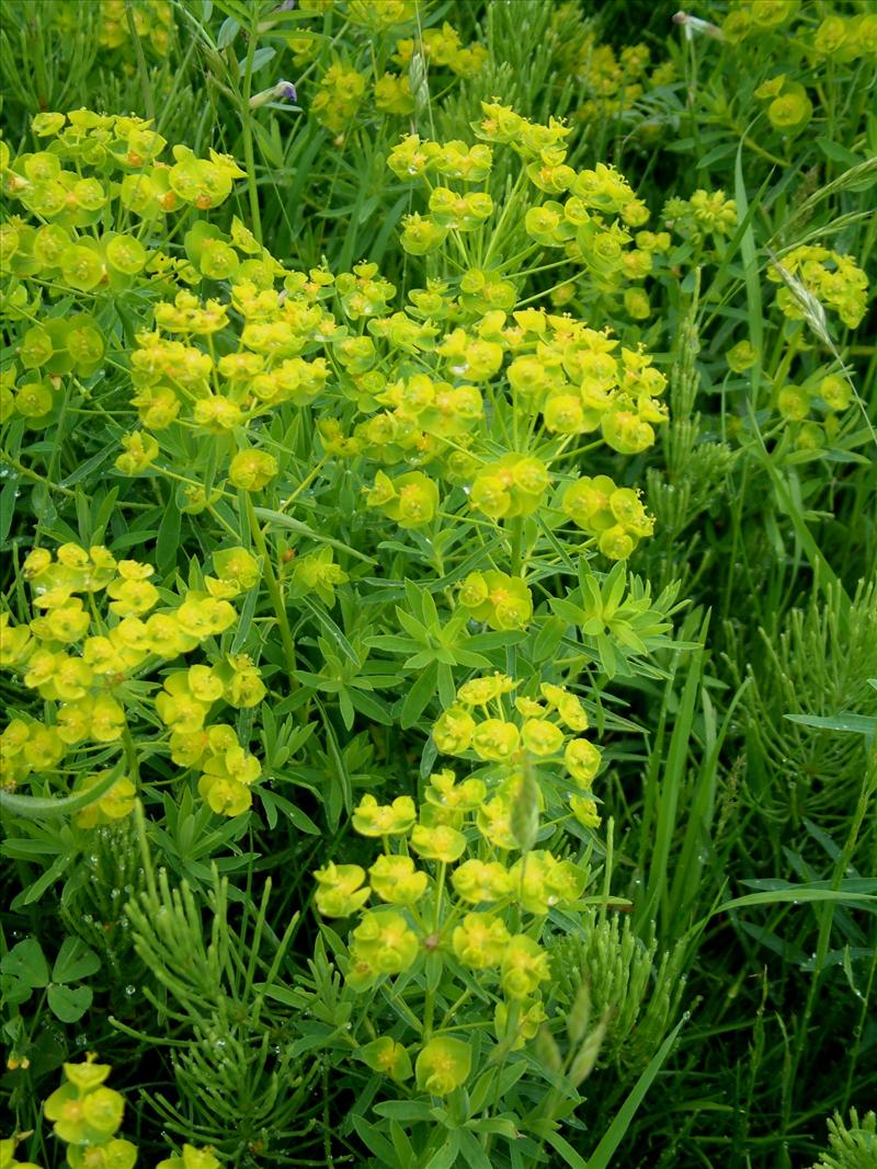 Euphorbia esula (door Adrie van Heerden)