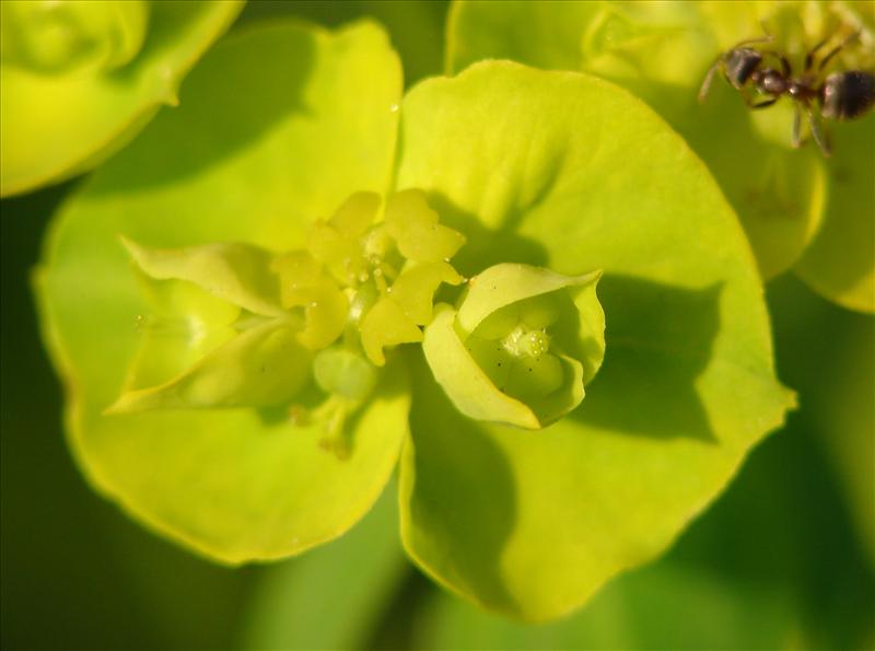 Euphorbia esula (door Adrie van Heerden)