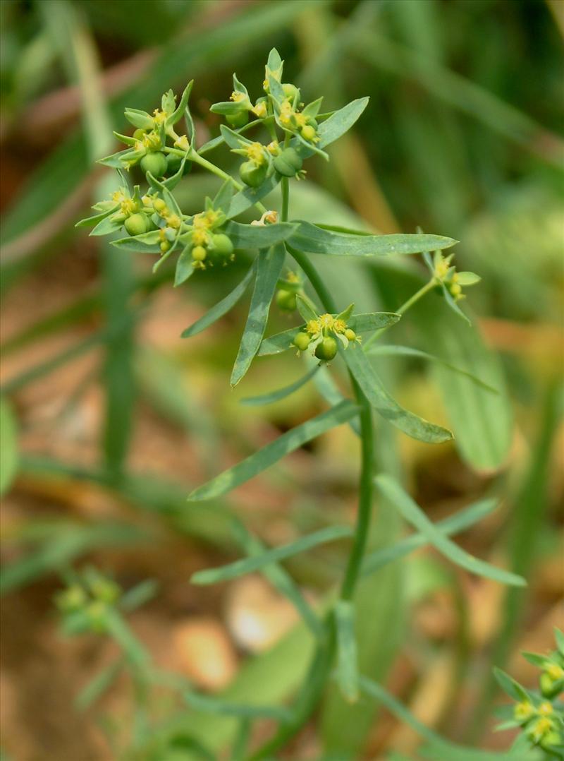 Euphorbia exigua (door Adrie van Heerden)