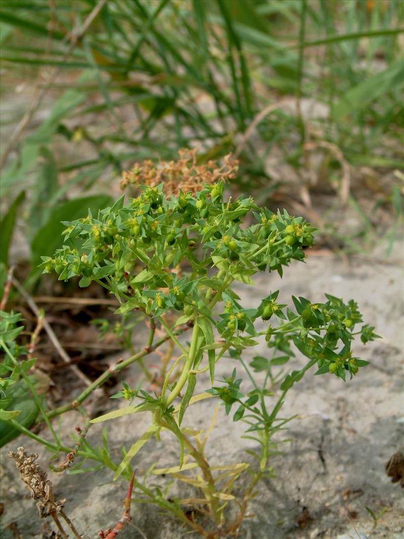 Euphorbia exigua (door Adrie van Heerden)