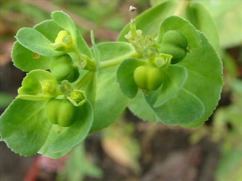 Euphorbia helioscopia (door Adrie van Heerden)