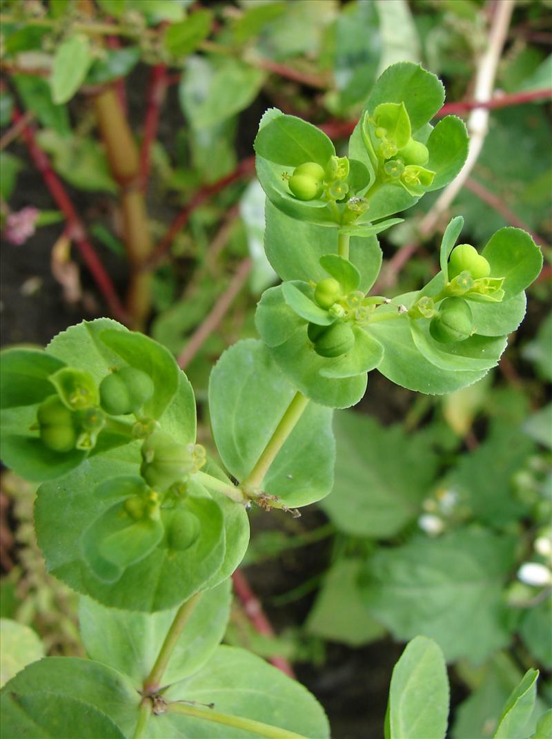 Euphorbia helioscopia (door Adrie van Heerden)