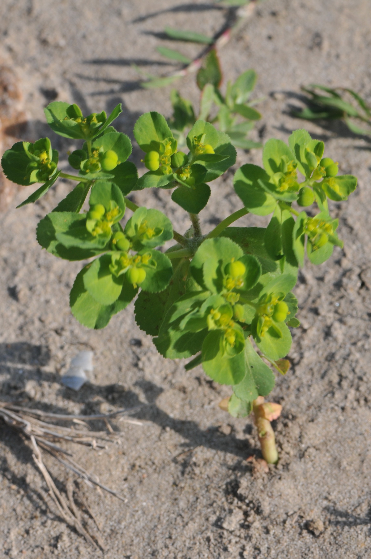 Euphorbia helioscopia (door Hans Toetenel)