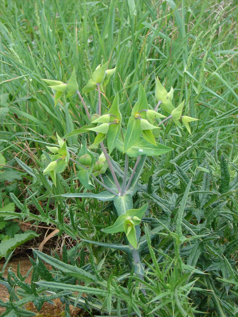 Euphorbia lathyris (door Adrie van Heerden)