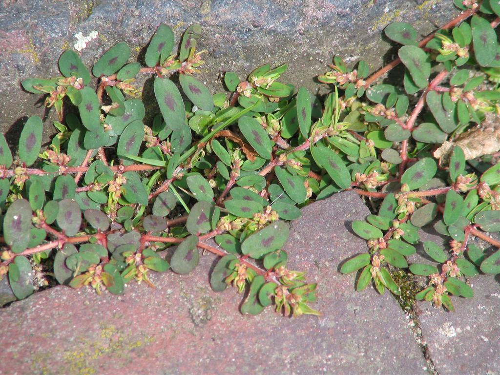 Euphorbia maculata (door Pieter Stolwijk)