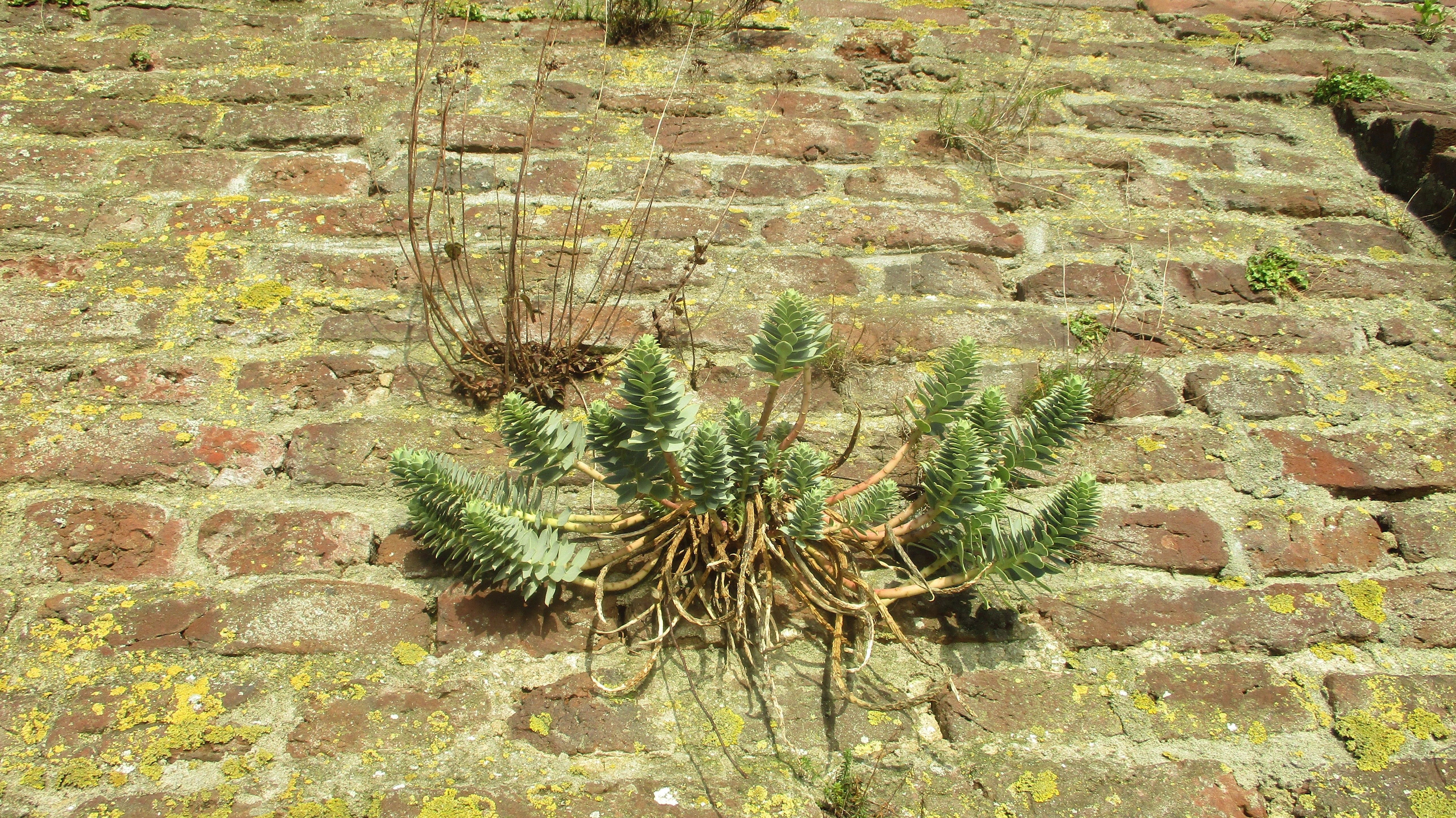 Euphorbia myrsinites (door Toon Verrijdt)