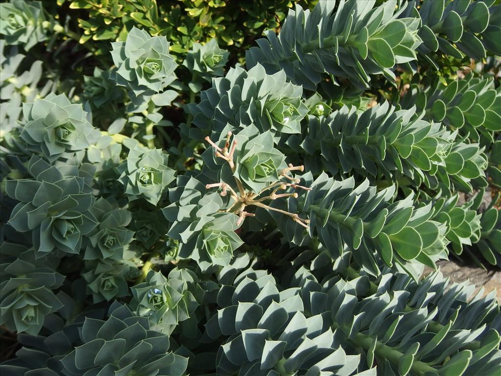 Euphorbia myrsinites (door Aad van Diemen)