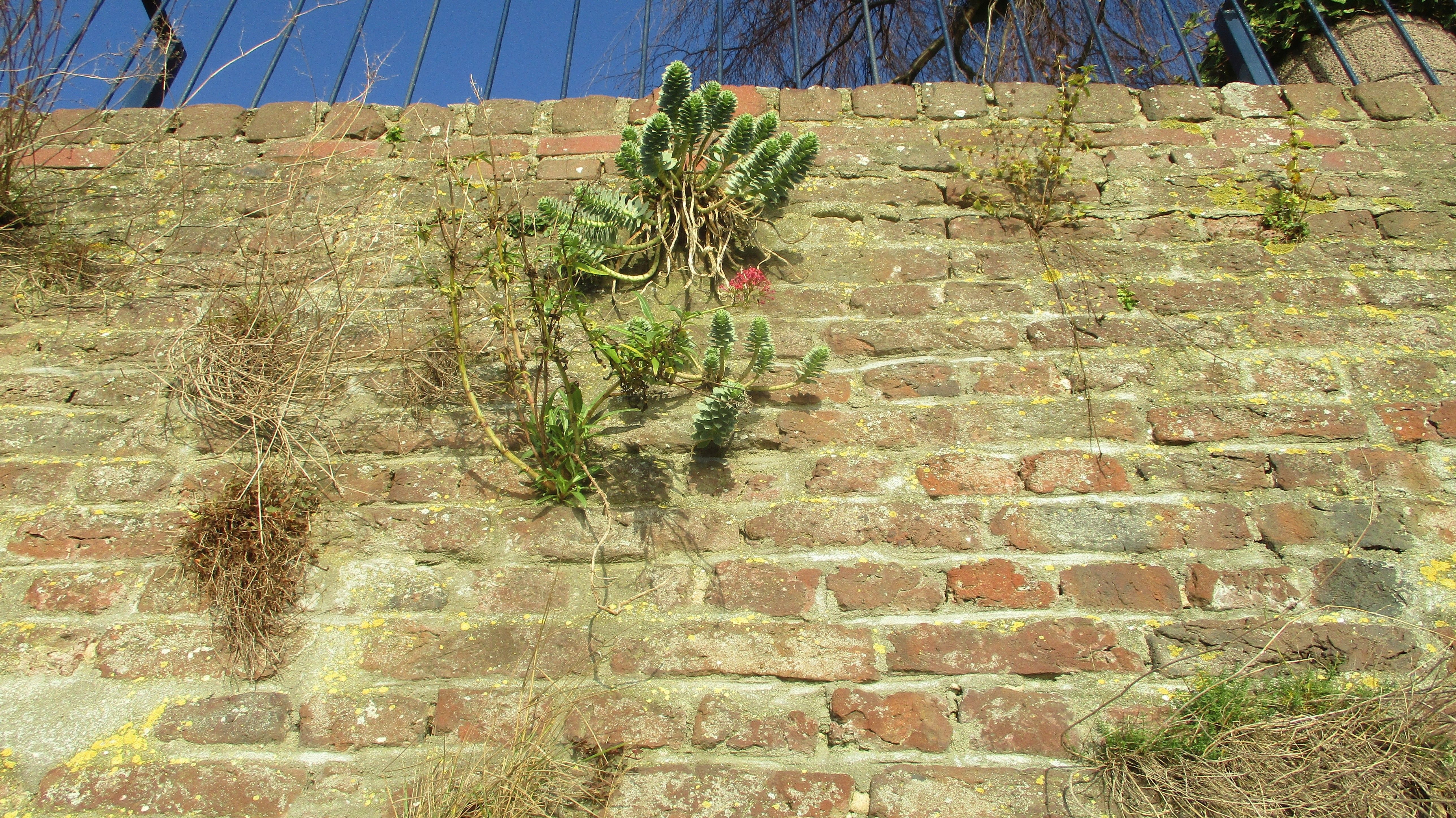 Euphorbia myrsinites (door Toon Verrijdt)