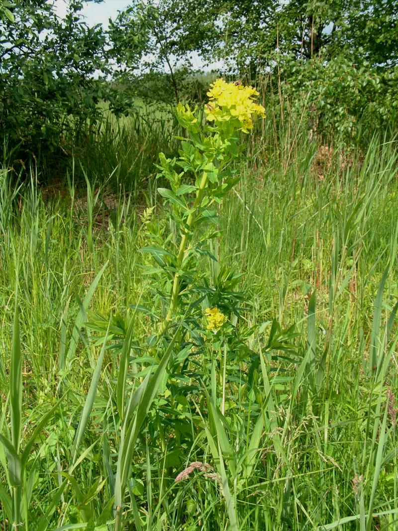 Euphorbia palustris (door Adrie van Heerden)