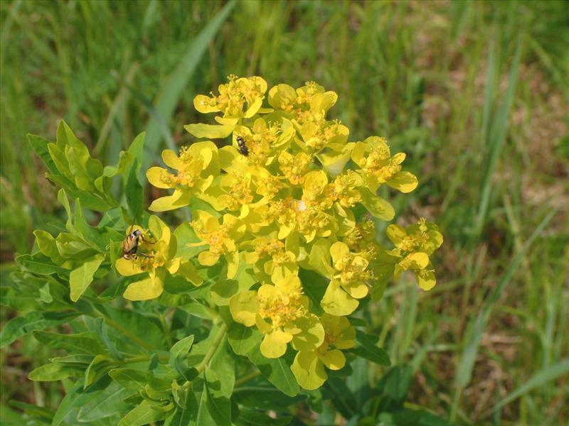 Euphorbia palustris (door Adrie van Heerden)