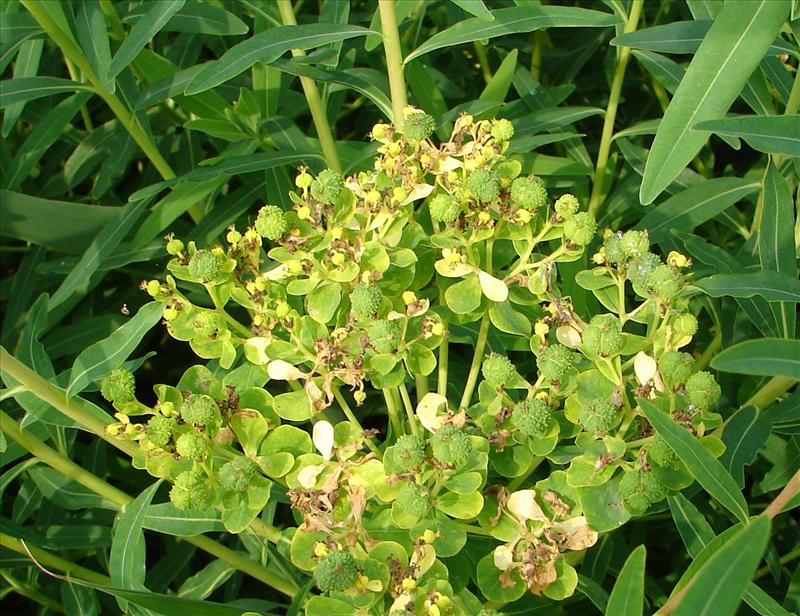 Euphorbia palustris (door Adrie van Heerden)