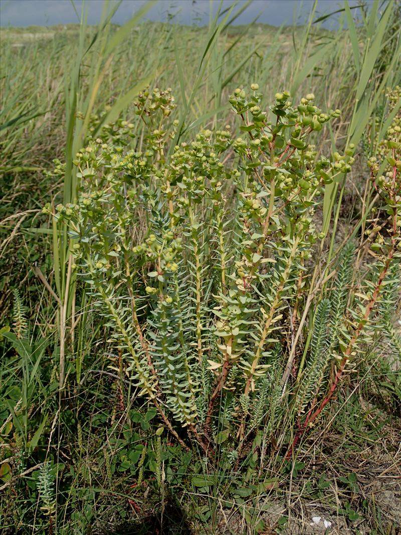 Euphorbia paralias (door Adrie van Heerden)