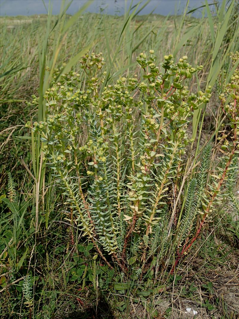 Euphorbia paralias (door Adrie van Heerden)