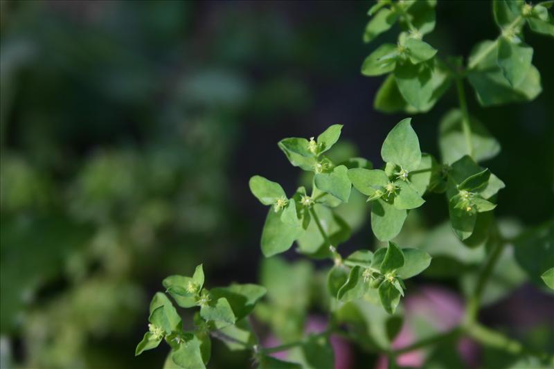 Euphorbia peplus (door Niels Jeurink)