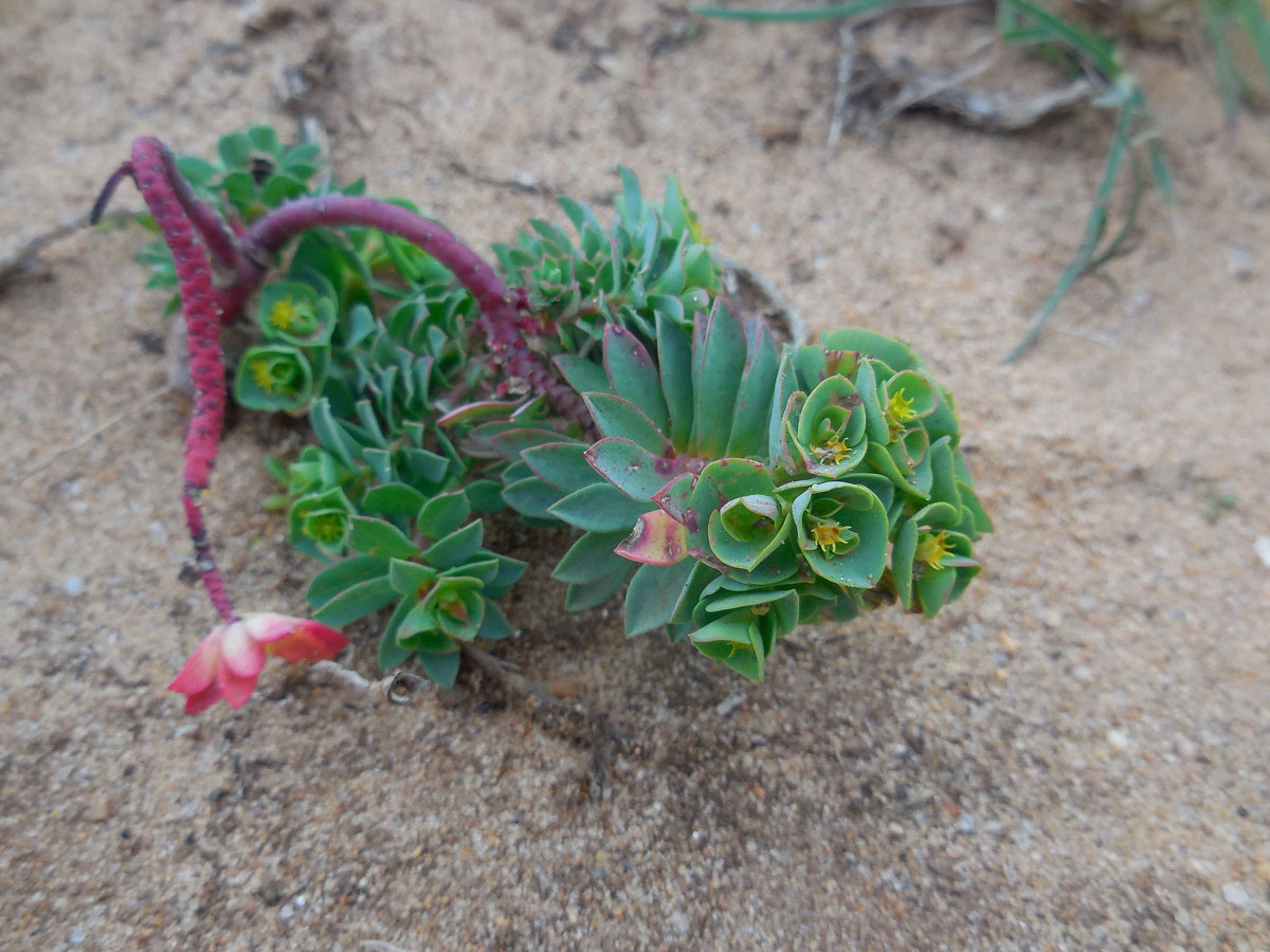 Euphorbia portlandica (door Ed Stikvoort | Saxifraga)