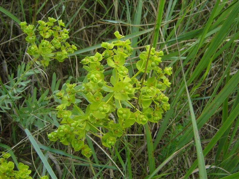 Euphorbia seguieriana (door Ruud Beringen)