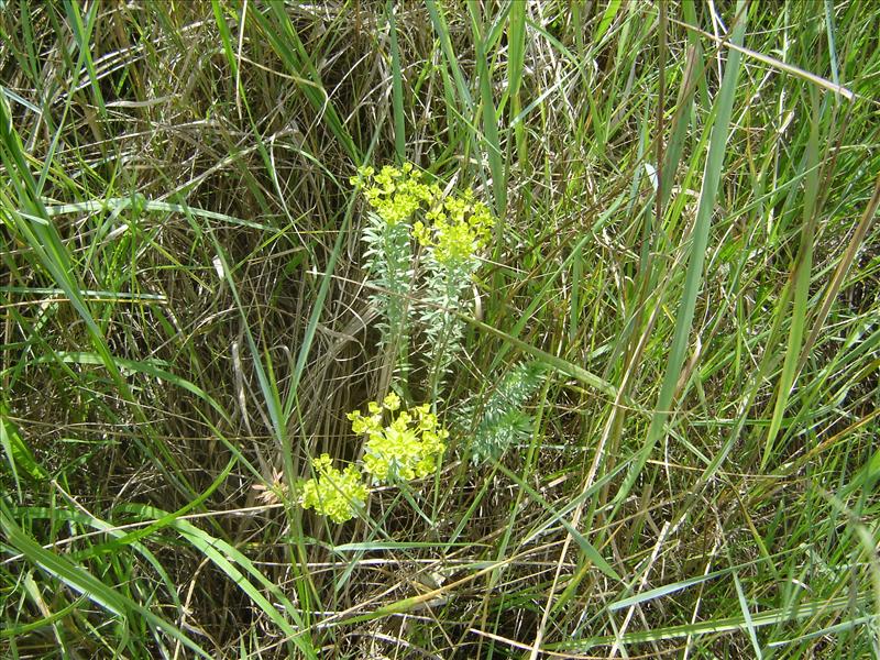 Euphorbia seguieriana (door Ruud Beringen)