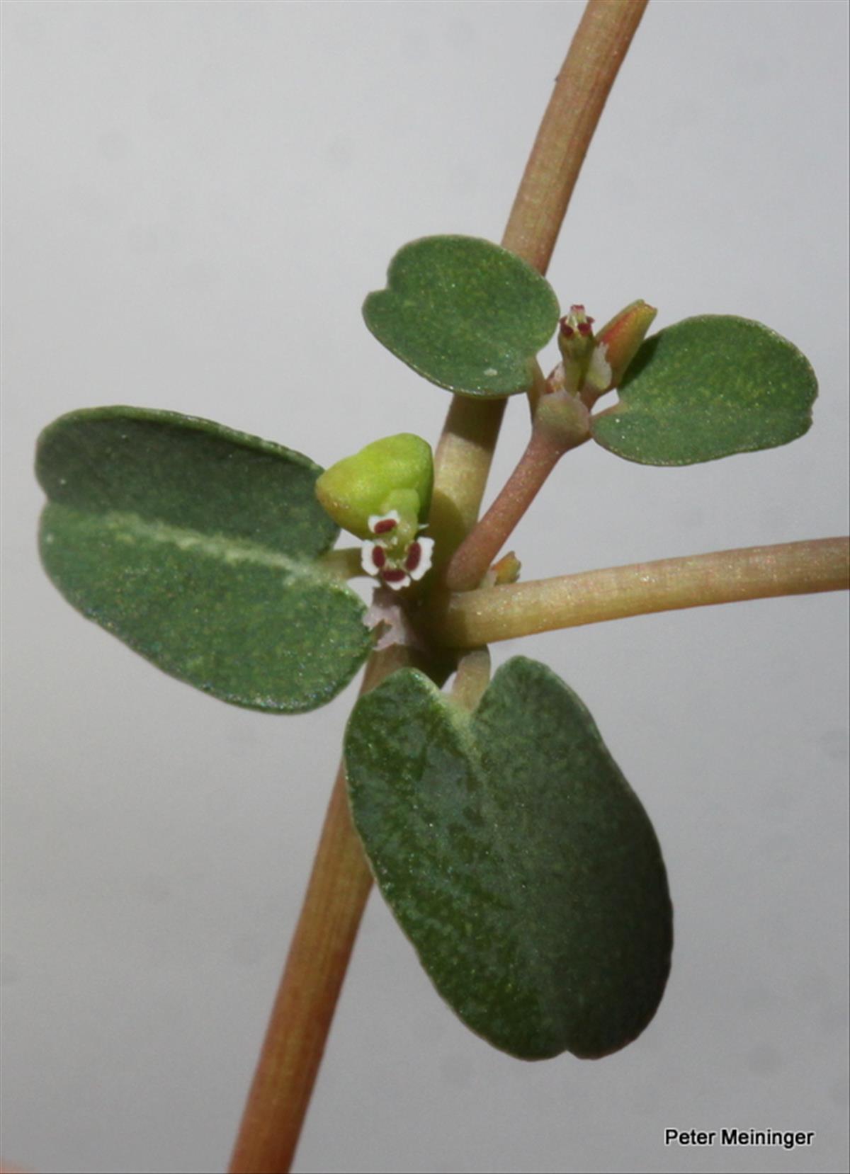 Euphorbia serpens (door Peter Meininger)