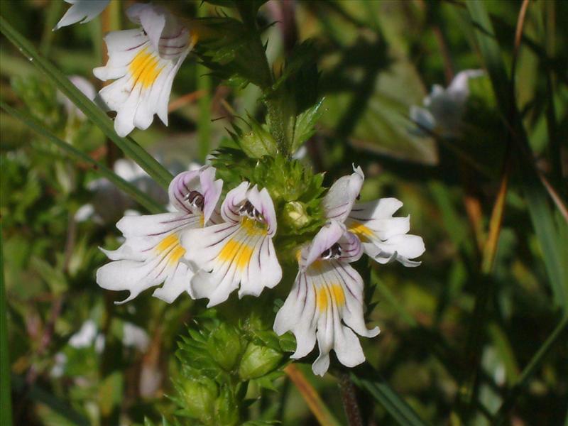 Euphrasia stricta (door Adrie van Heerden)