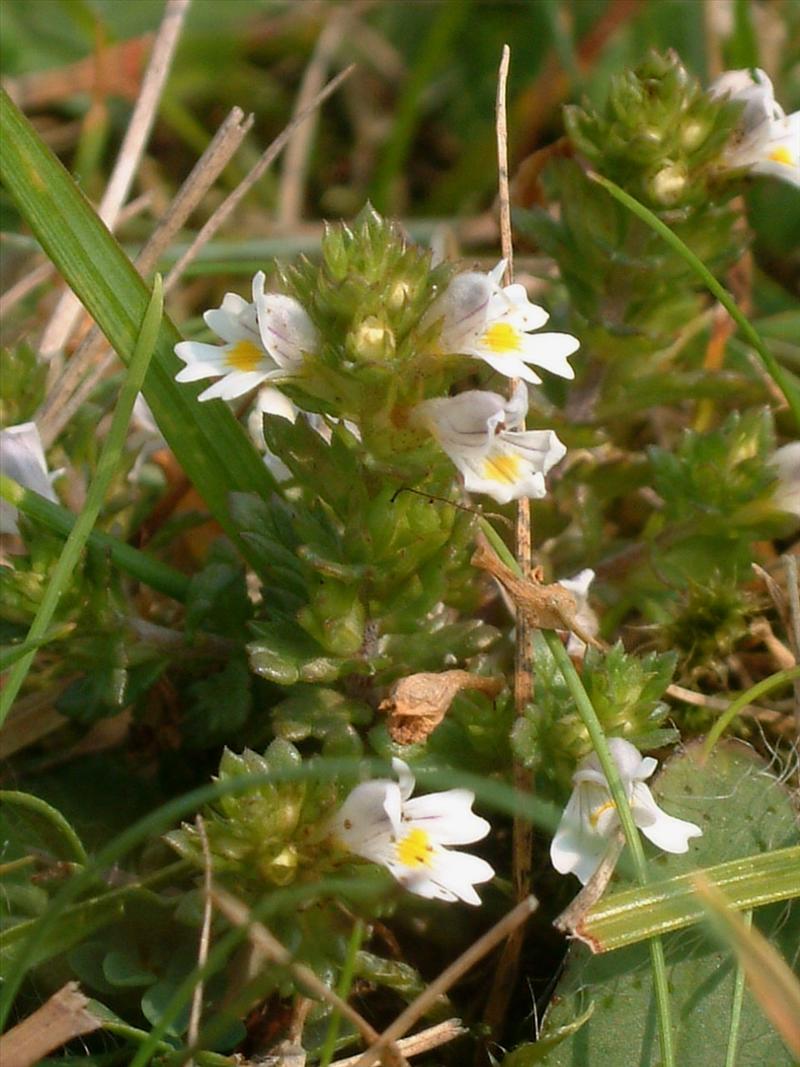 Euphrasia stricta (door Adrie van Heerden)