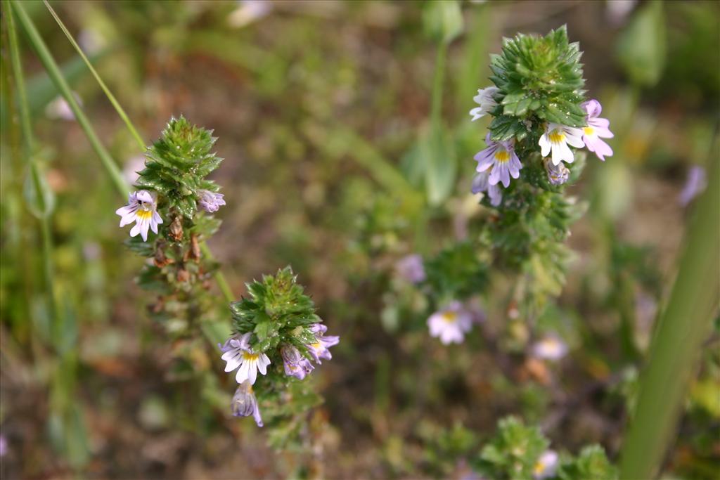 Euphrasia tetraquetra (door Niels Jeurink)