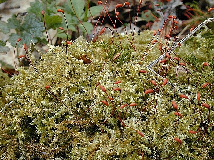 Eurhynchium striatum (door Michael Lueth (www.milueth.de))