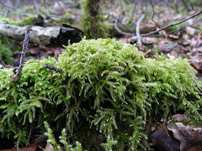 Eurhynchium striatum (door Michael Lueth (www.milueth.de))