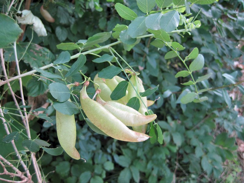 Colutea arborescens (door Grada Menting)