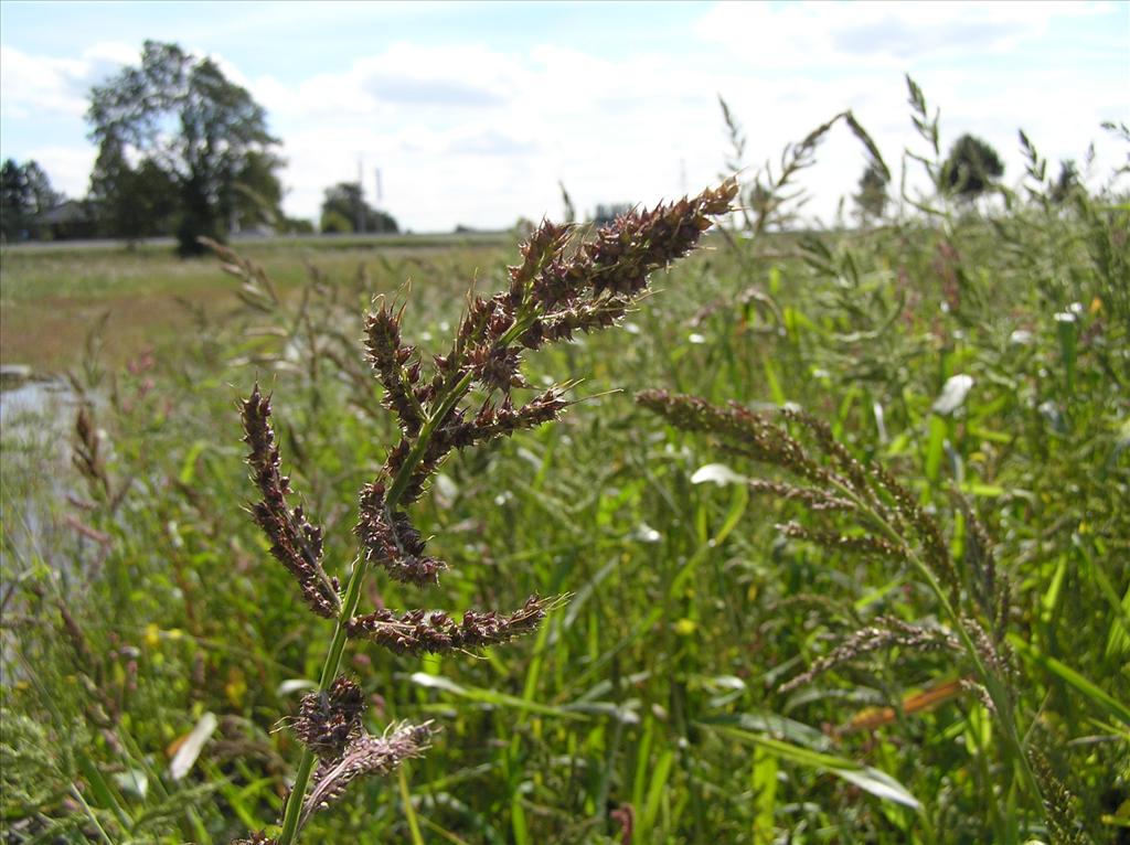 Echinochloa crus-galli (door Frank van Gessele)