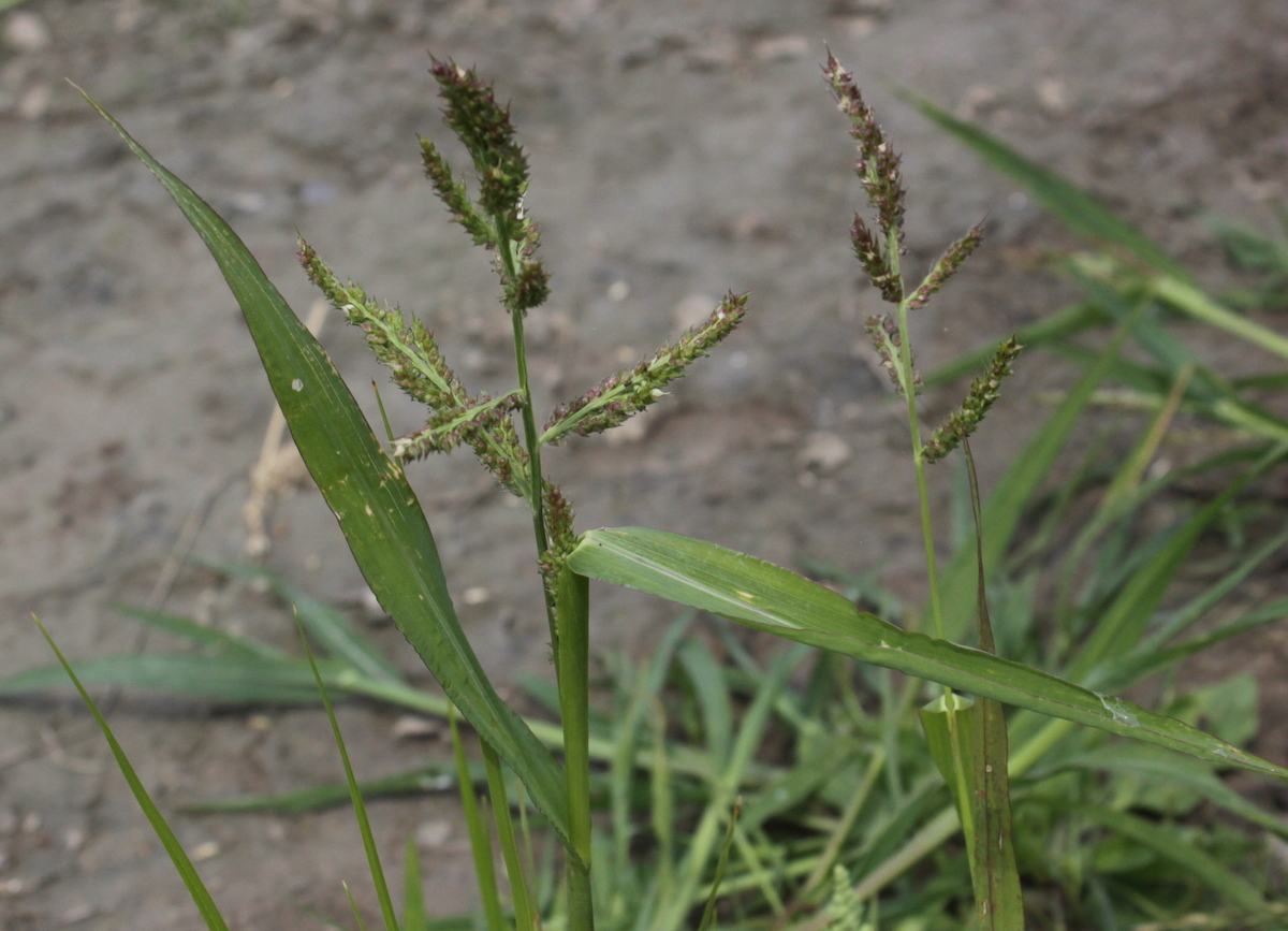 Echinochloa crus-galli (door Peter Meininger)