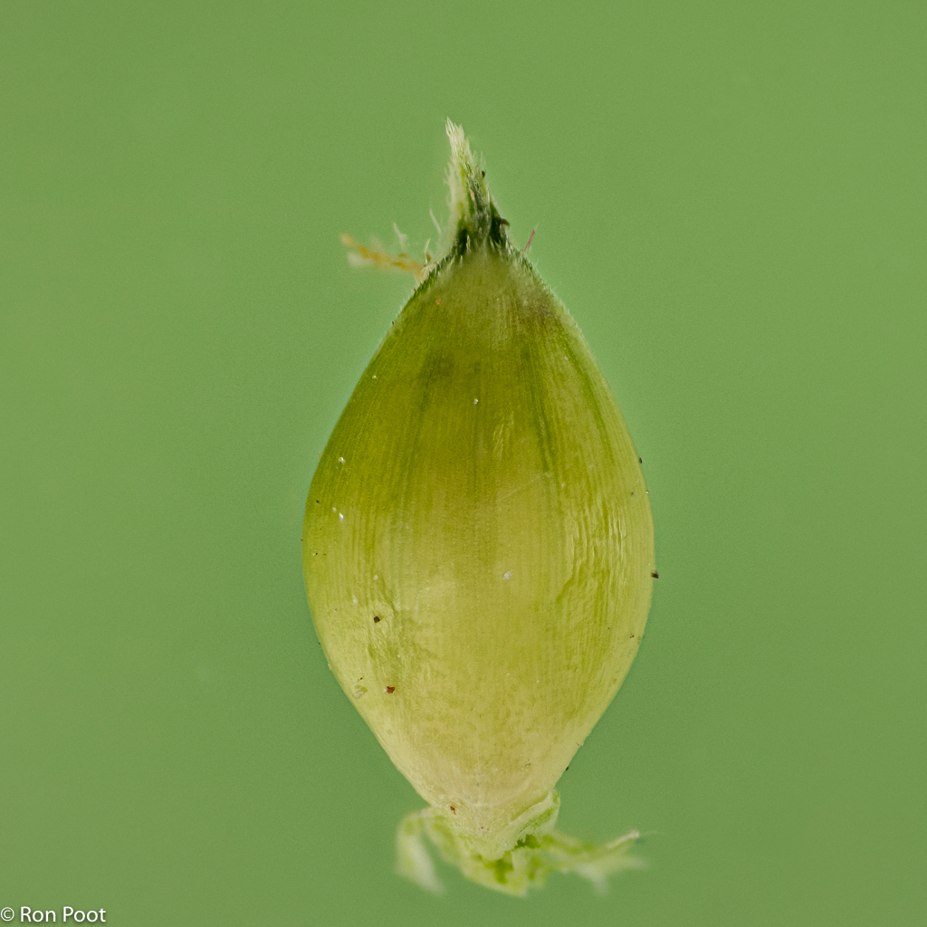 Echinochloa crus-galli (door Ron Poot)