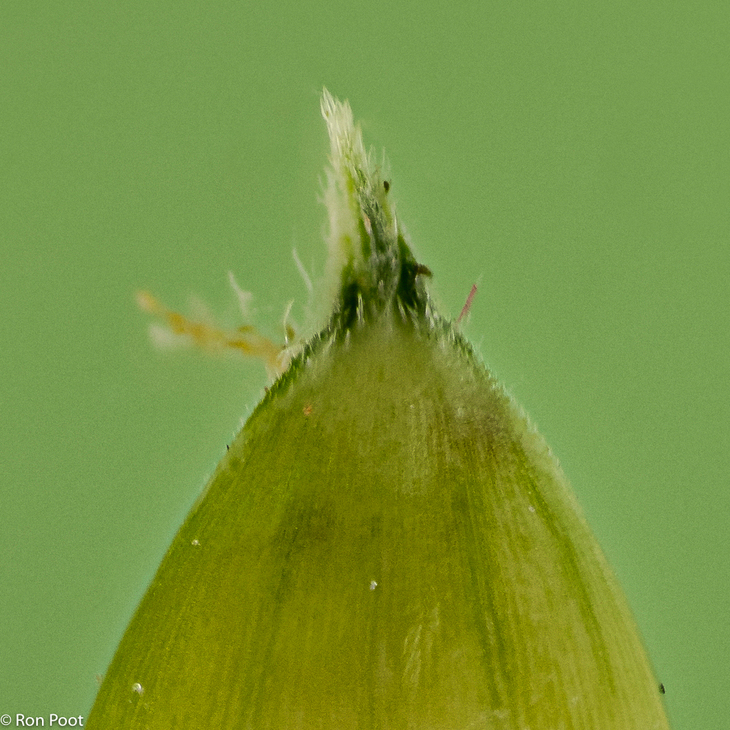 Echinochloa crus-galli (door Ron Poot)