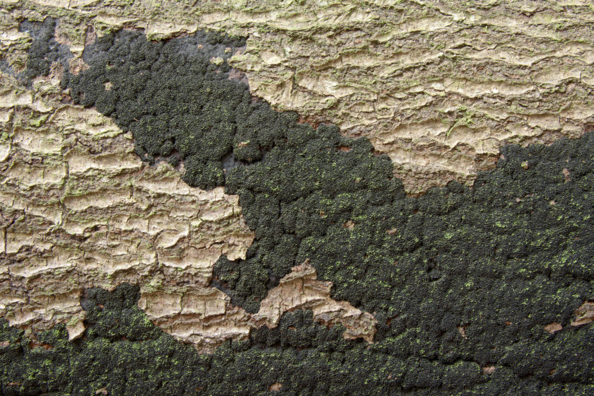 Eutypa spinosa (door Aldert Gutter)