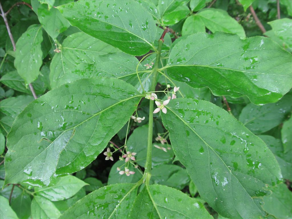 Euonymus latifolius (door Kim Lotterman)