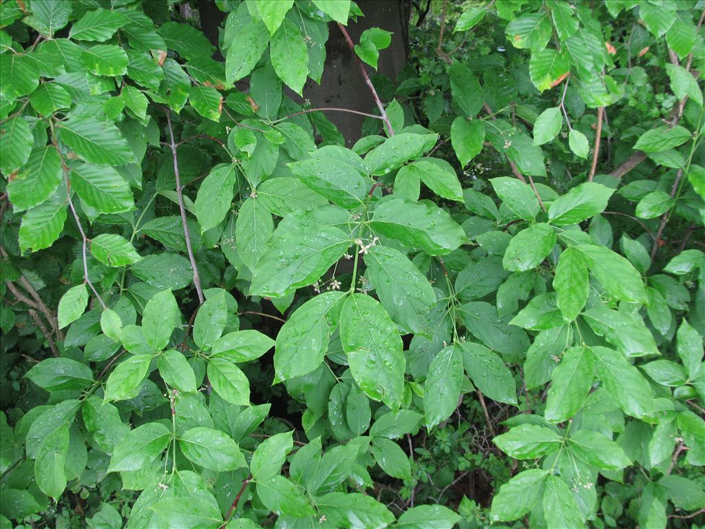 Euonymus latifolius (door Kim Lotterman)