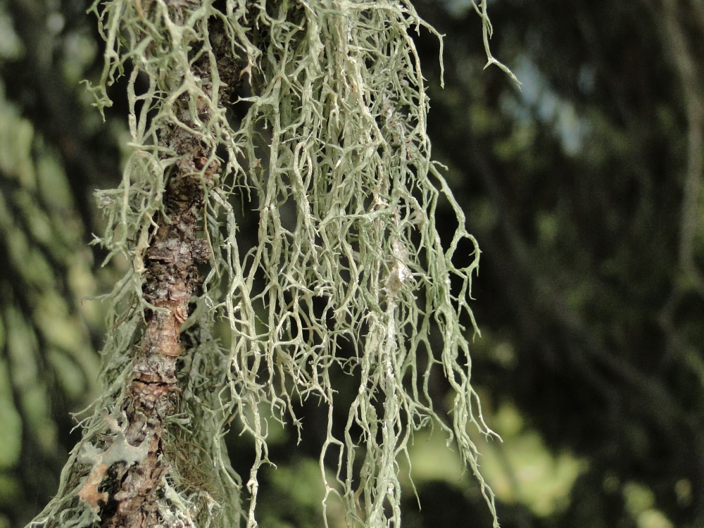 Evernia divaricata (door Henk-Jan van der Kolk)