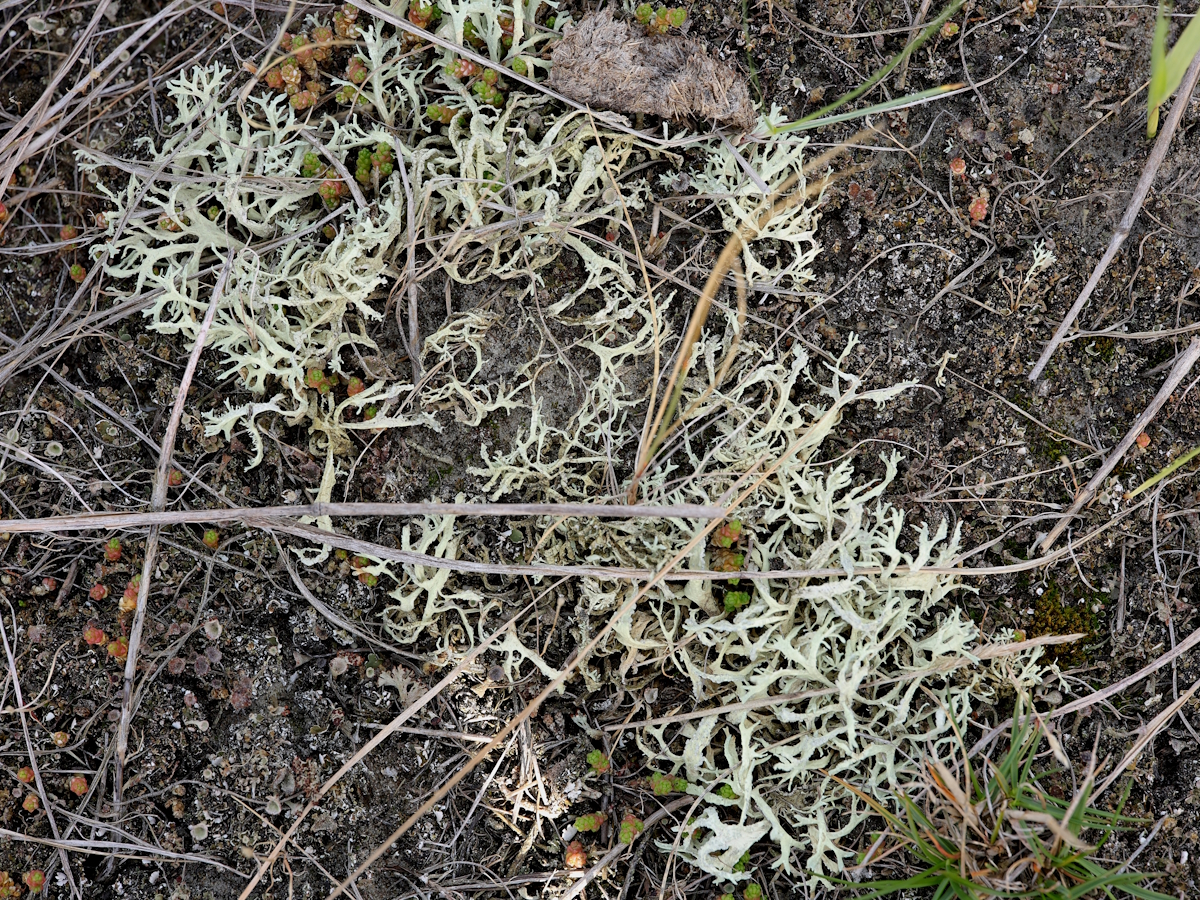 Evernia prunastri (door Henk-Jan van der Kolk)