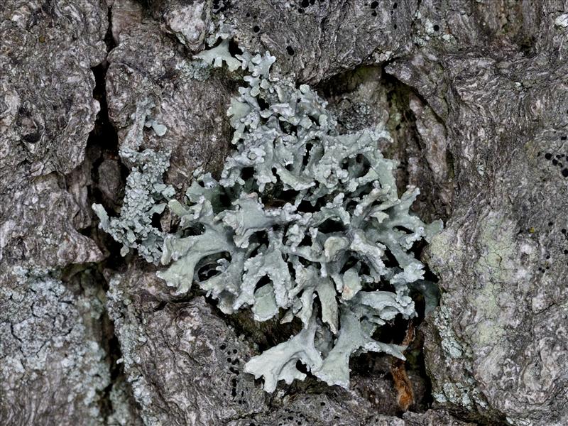 Evernia prunastri (door Ab H. Baas)