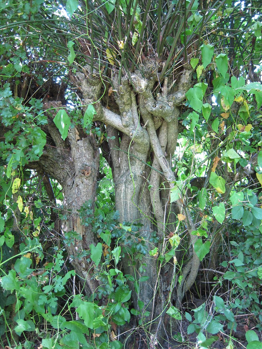 Euonymus europaeus (door Piet Bremer )