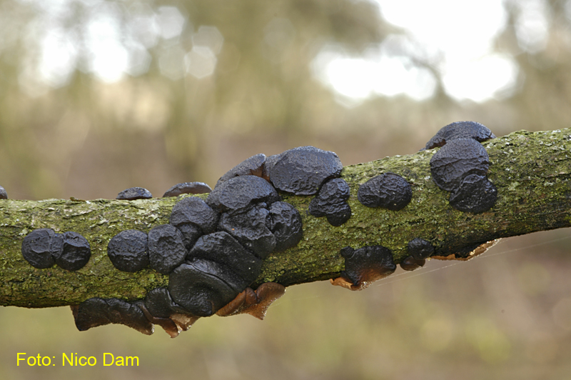 Exidia truncata (door Nico Dam)