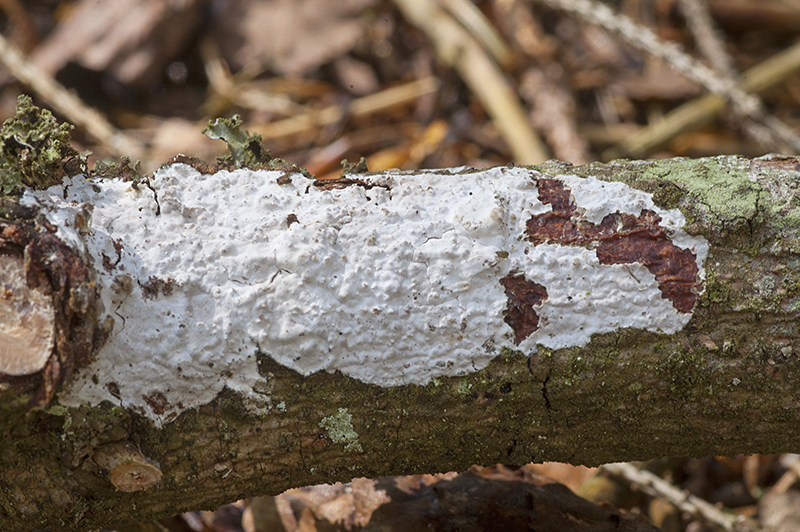 Exidiopsis calcea (door Nico Dam)