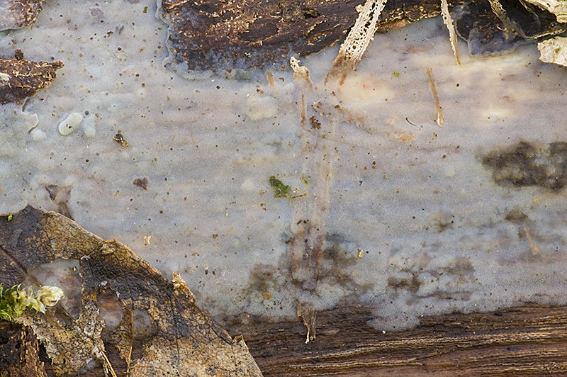 Exidiopsis effusa (door Nico Dam)