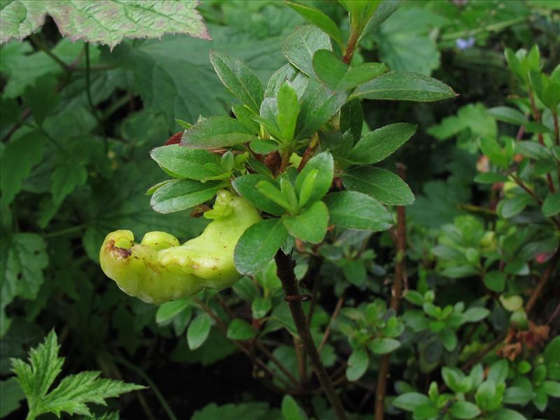 Exobasidium japonicum (door Marian Jagers)