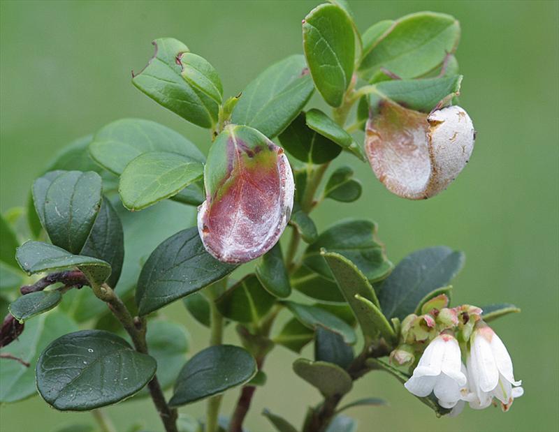 Exobasidium vaccinii (door Menno Boomsluiter)